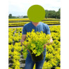 SPIRAEA betulifolia TOR GOLD En pot de 4-5 litres