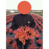 SPIRAEA betulifolia TOR GOLD En pot de 4-5 litres