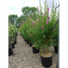 SPIRAEA BILLIARDII En pot de 15-20 litres