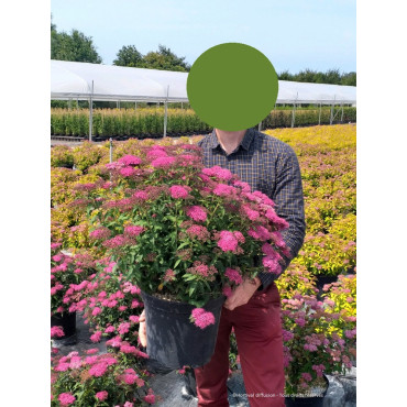 SPIRAEA japonica ANTHONY WATERER En pot de 10-12 litres