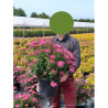 SPIRAEA japonica ANTHONY WATERER En pot de 10-12 litres