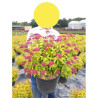 SPIRAEA japonica GOLDFLAME En pot de 10-12 litres