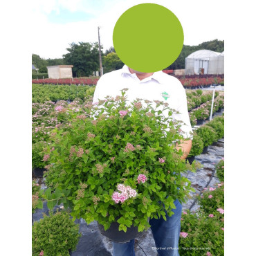 SPIRAEA japonica LITTLE PRINCESS En pot de 10-12 litres