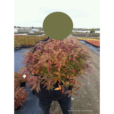 SPIRAEA japonica SHIROBANA En pot de 10-12 litres