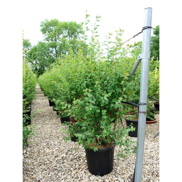 SPIRAEA vanhouttei En pot de 25-30 litres