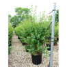 SPIRAEA vanhouttei En pot de 25-30 litres