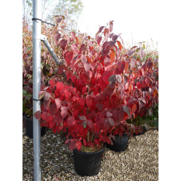 VIBURNUM plicatum MARIESII En pot de 15-20 litres