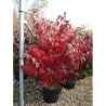 VIBURNUM plicatum MARIESII En pot de 15-20 litres