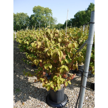 VIBURNUM plicatum MARIESII En pot de 15-20 litres