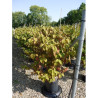 VIBURNUM plicatum MARIESII En pot de 15-20 litres