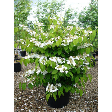 VIBURNUM plicatum MARIESII En pot de 35-50 litres