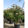 VIBURNUM RHYTIDOPHYLLUM En pot de 15-20 litres