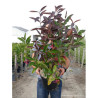 VIBURNUM LE BOIS MARQUIS En pot de 10-12 litres