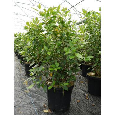 VIBURNUM tinus En pot de 15-20 litres