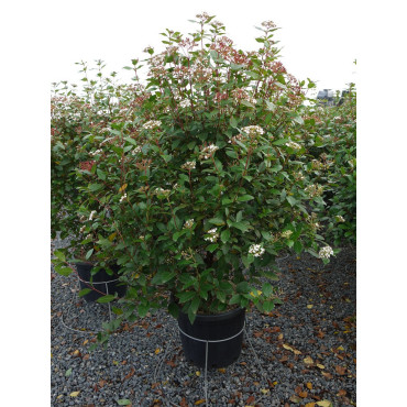 VIBURNUM tinus En pot de 35-50 litres