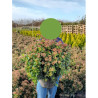 VIBURNUM tinus En pot de 10-12 litres