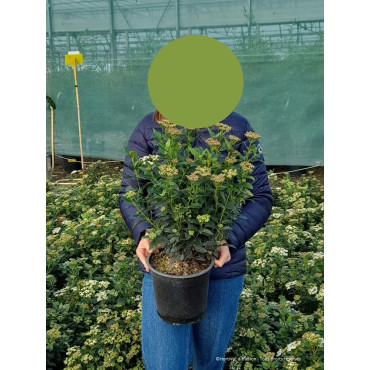 VIBURNUM tinus En pot de 4-5 litres