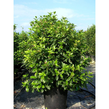 VIBURNUM tinus EVE PRICE En pot de 35-50 litres