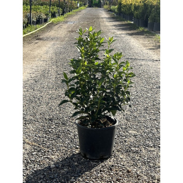 VIBURNUM tinus EVE PRICE En pot de 7-10 litres