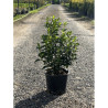 VIBURNUM tinus EVE PRICE En pot de 7-10 litres