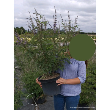 VITEX agnus-castus f.latifolia En pot de 10-12 litres