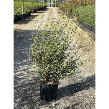 PHILLYREA angustifolia En pot de 10-12 litres