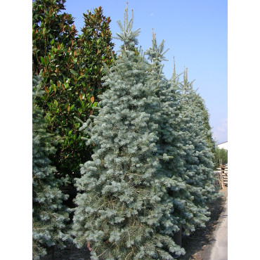 ABIES concolor