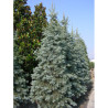 ABIES concolor