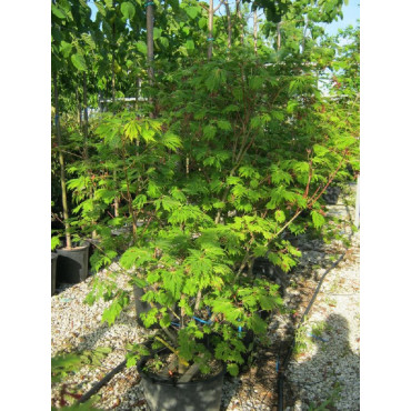 ACER japonicum ACONITIFOLIUM