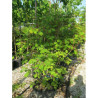 ACER japonicum ACONITIFOLIUM