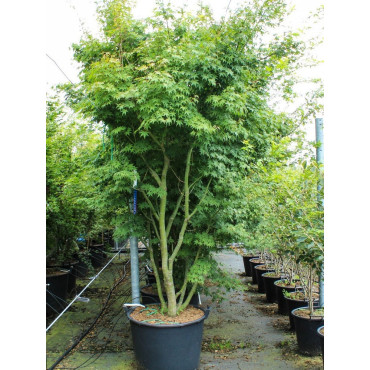 ACER palmatum En pot de 150-200 litres