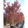 ACER palmatum BLOODGOOD