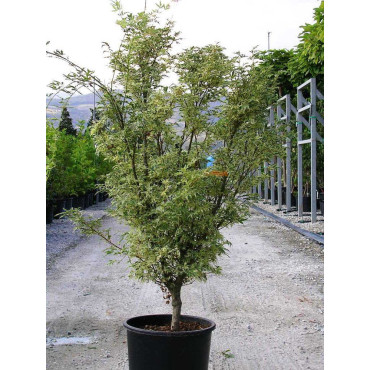 ACER palmatum BUTTERFLY En pot de 15-20 litres