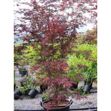 ACER palmatum DISSECTUM TROMPENBURG