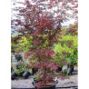 ACER palmatum DISSECTUM TROMPENBURG