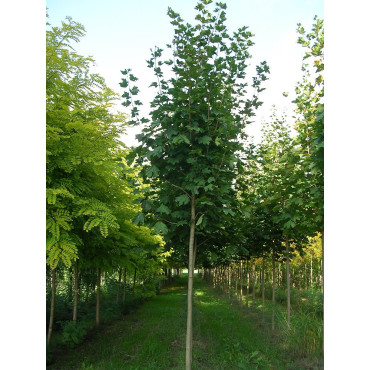 ACER platanoides