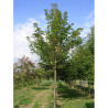 ACER pseudoplatanus