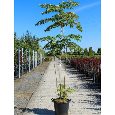 ARALIA elata En pot de 25-30 litres