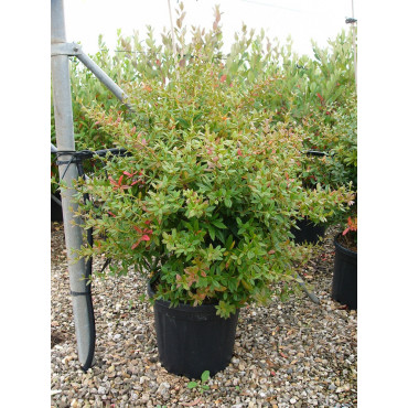 BERBERIS julianae En pot de 15-20 litres