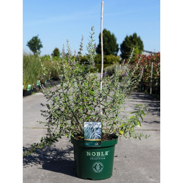 BUDDLEIA alternifolia En pot de 10-12 litres