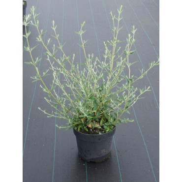 BUDDLEIA alternifolia En pot de 4-5 litres