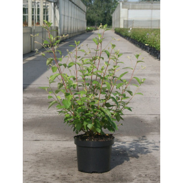 CEANOTHUS delilianus GLOIRE DE VERSAILLES En pot de 3-4 litres