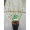 CORNUS sericea FLAVIRAMEA En pot de 4-5 litres