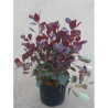 COTINUS coggygria LILLA En pot de 4-5 litres