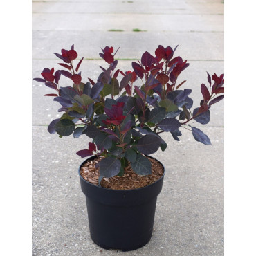 COTINUS coggygria ROYAL PURPLE En pot de 4-5 litres