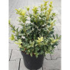 OSMANTHUS heterophyllus TRICOLOR ou GOSHIKI En pot de 7-10 litres