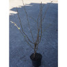 CORYLUS avellana En pot de 4-5 litres