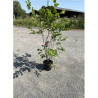 CORYLUS avellana En pot de 10-12 litres