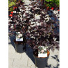 PHYSOCARPUS opulifolius DIABOLO En pot de 4-5 litres