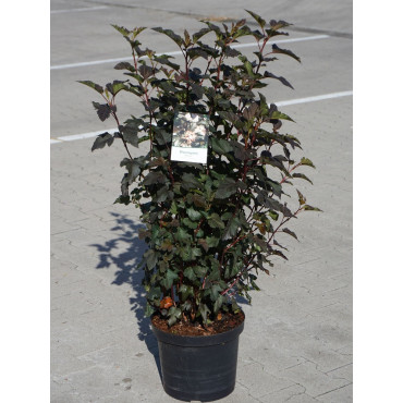 PHYSOCARPUS opulifolius DIABOLO En pot de 10-12 litres